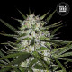 Семена конопли Early Top Skunk fem. Bulk Seed Bank