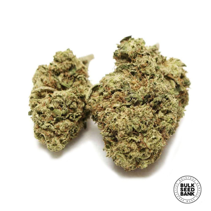 Семена конопли Early Top Skunk fem. Bulk Seed Bank