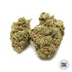 Семена конопли Early Top Skunk fem. Bulk Seed Bank
