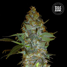Euforia Special feminised (Bulk Seed Bank)