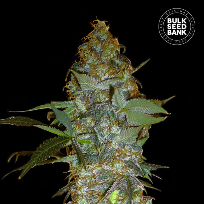 Насіння коноплі Euforia Special fem. Bulk Seed Bank