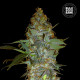 Насіння коноплі Euforia Special fem. Bulk Seed Bank