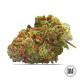 Насіння коноплі Euforia Special fem. Bulk Seed Bank