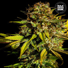 Extra Mintz feminised (Bulk Seed Bank)