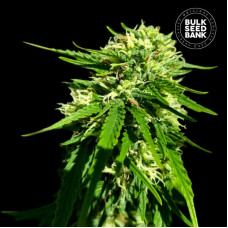 Good Wild Shark CBD feminised (Bulk Seed Bank)