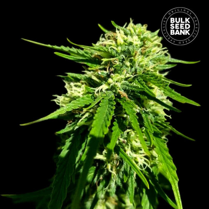 Насіння коноплі Good Wild Shark CBD fem. Bulk Seed Bank