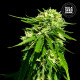 Насіння коноплі Good Wild Shark CBD fem. Bulk Seed Bank