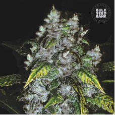Good Wild Shark feminised (Bulk Seed Bank)