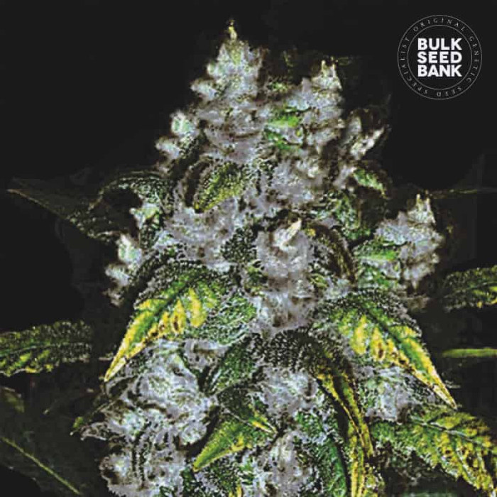 Семена конопли Good Wild Shark fem. Bulk Seed Bank