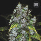 Семена конопли Good Wild Shark fem. Bulk Seed Bank