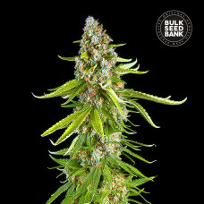 Grande Crack feminised (Bulk Seed Bank)