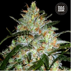 Grapefruit feminised (Bulk Seed Bank)