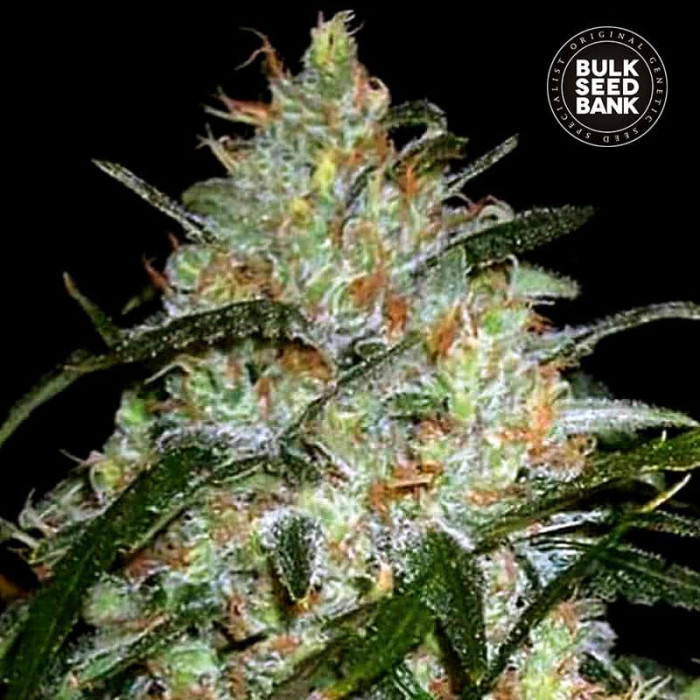 Насіння коноплі Grapefruit fem. Bulk Seed Bank