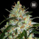 Насіння коноплі Grapefruit fem. Bulk Seed Bank