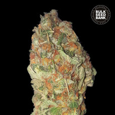 Green Candy feminised (Bulk Seed Bank)