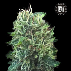 Green Scout Cookies feminised (Bulk Seed Bank)