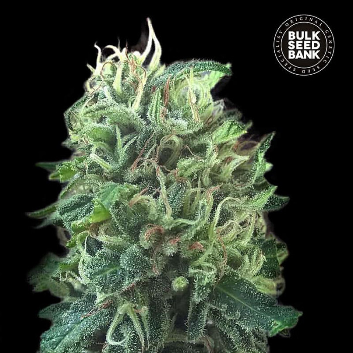 Насіння коноплі Green Scout Cookies fem. Bulk Seed Bank