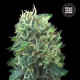 Насіння коноплі Green Scout Cookies fem. Bulk Seed Bank