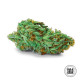 Насіння коноплі Green Scout Cookies fem. Bulk Seed Bank