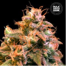 Guerilla Glue feminised (Bulk Seed Bank)