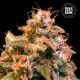 Насіння коноплі Guerilla Glue fem. Bulk Seed Bank