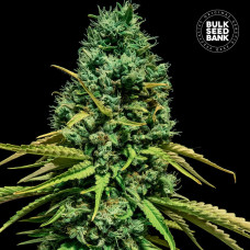 Hell Bells OG feminised (Bulk Seed Bank)