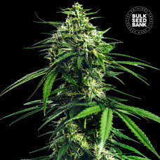 Indica King CBD feminised (Bulk Seed Bank)