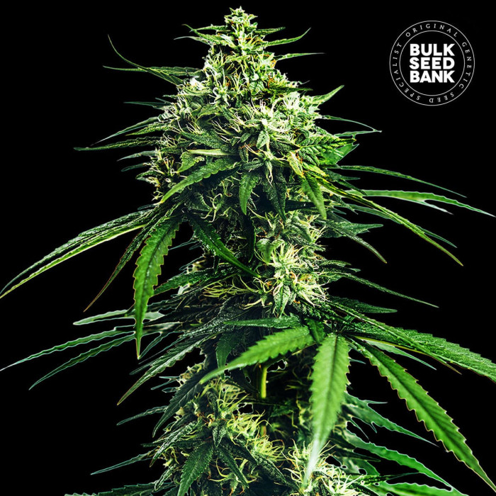 Насіння коноплі Indica King CBD fem. Bulk Seed Bank
