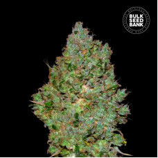 Jack Hair feminised (Bulk Seed Bank)