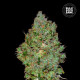 Насіння коноплі Jack Hair fem. Bulk Seed Bank