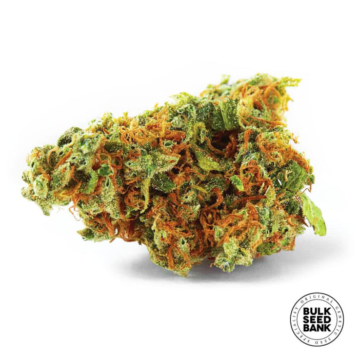 Насіння коноплі Jack Hair fem. Bulk Seed Bank