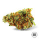 Насіння коноплі Jack Hair fem. Bulk Seed Bank