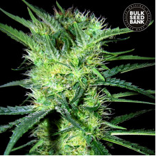 K2 feminised (Bulk Seed Bank)