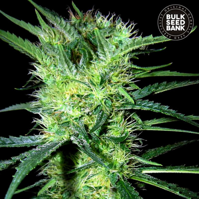 Семена конопли K2 fem. Bulk Seed Bank