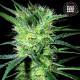 Семена конопли K2 fem. Bulk Seed Bank