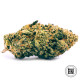 Семена конопли K2 fem. Bulk Seed Bank