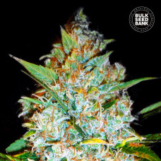Kali’s Mistery feminised (Bulk Seed Bank)