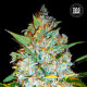 Насіння коноплі Kali’s Mistery fem. Bulk Seed Bank