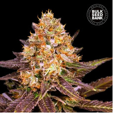 Lavender Best feminised (Bulk Seed Bank)