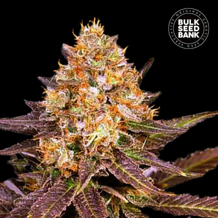 Насіння коноплі Lavender Best fem. Bulk Seed Bank