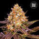 Насіння коноплі Lavender Best fem. Bulk Seed Bank
