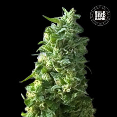 Lime Skunk feminised (Bulk Seed Bank)