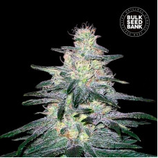 Locomotive feminised (Bulk Seed Bank)