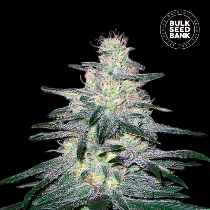 Насіння коноплі Locomotive fem. Bulk Seed Bank