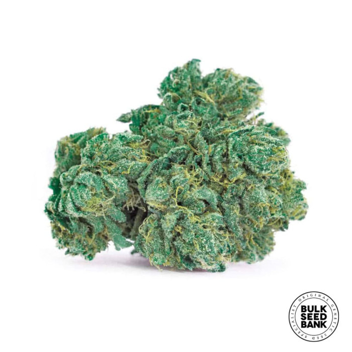 Насіння коноплі Locomotive fem. Bulk Seed Bank