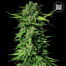 Mandalime Juice feminised (Bulk Seed Bank)