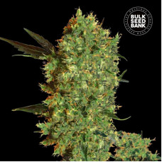 Marley’s Bud feminised (Bulk Seed Bank)