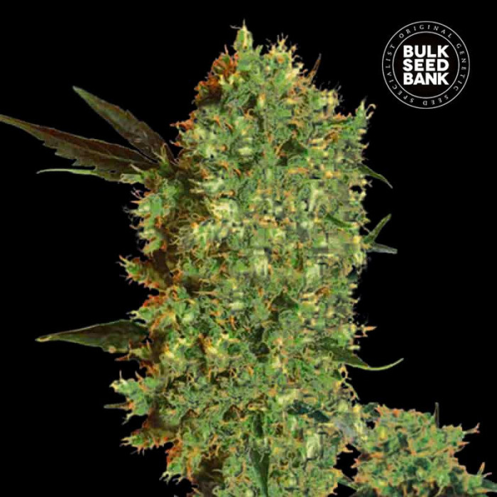Семена конопли Marley’s Bud fem. Bulk Seed Bank