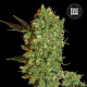 Семена конопли Marley’s Bud fem. Bulk Seed Bank