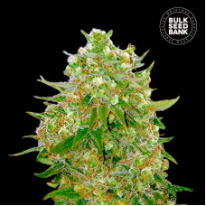Master Kush Grand feminised (Bulk Seed Bank)